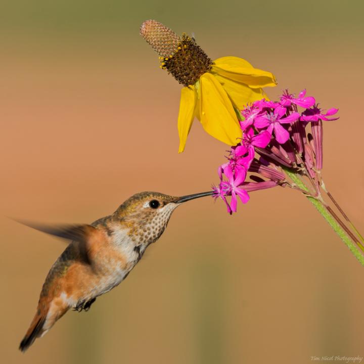 Hummingbird & Flowers | Shutterbug